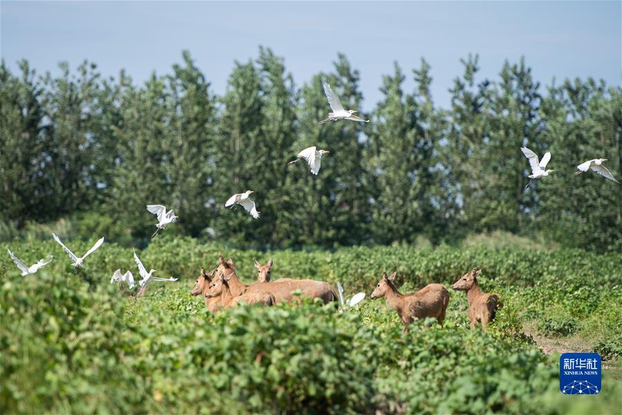 (新华全媒头条·聚焦生物多样性大会·图文互动)(9)携手同行,开启人类高质量发展新征程——习近平主席在《生物多样性公约》第十五次缔约方大会领导人峰会上的主旨讲话解读